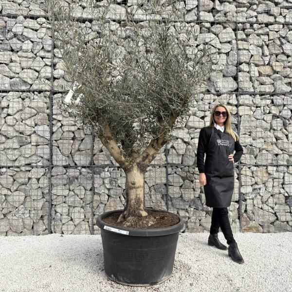 Gnarled Multistem Olive Tree XL J348 - F9071FCC 683F 4374 BB65 246FD7F318B0 1 105 c