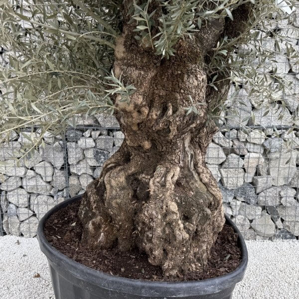 Gnarled Olive Tree XXL (Ancient) J475 - FC73A966 4413 4781 A01E DCC4C1AB04D0 scaled