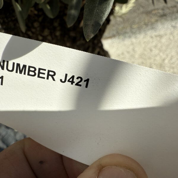 Gnarled Olive Tree XXL (Ancient) J421 - FD3BDEF8 DEDD 42A4 A979 13A7A489D855 scaled