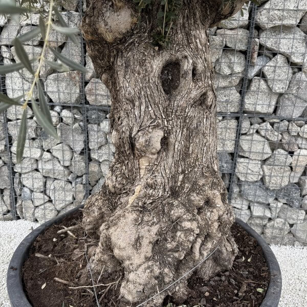 Gnarled Olive Tree XXL (Ancient) J468 - FD96E7AA 7BA0 45C9 84B9 A3CCF408E8E2 scaled