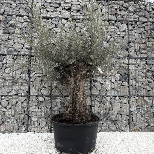 Gnarled Olive Tree XXL (Ancient) J472 - Image 2