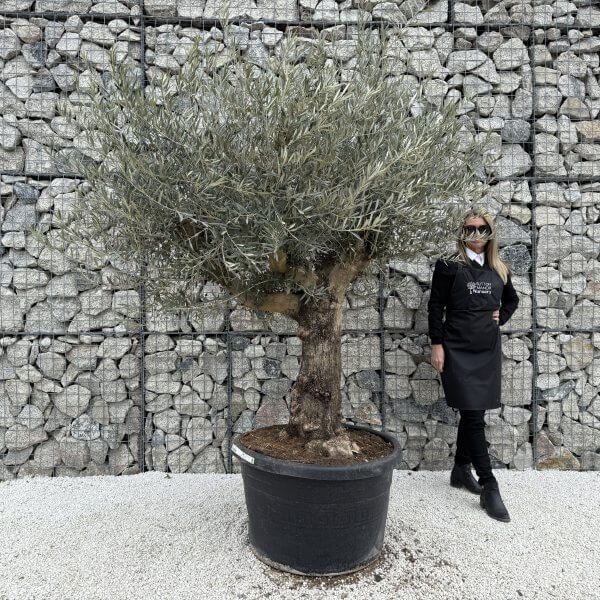 Gnarled Multistem Olive Tree XL J383