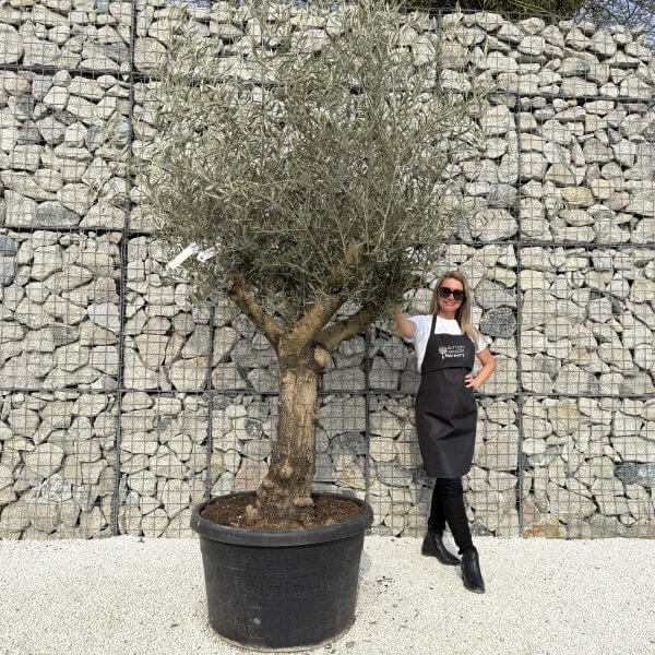 Gnarled Multistem Olive Tree XL J325 - FE131110 D356 440B B65D 8887A6F984C7 scaled