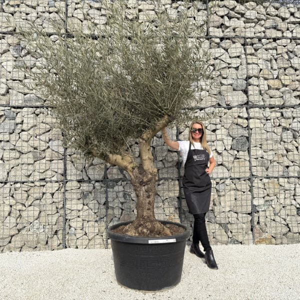 Gnarled Multistem Olive Tree XL J314 - FE8DD630 1AB8 4D5C 98F6 597E1DBFE2A9 1 105 c