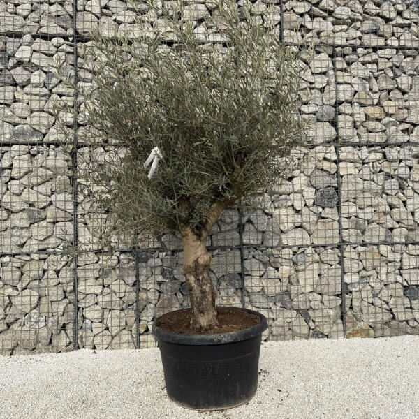 Gnarled Multistem Olive Tree XL J327 - FF598CEF AEF6 48AB B753 2ABAEFDF7AB0 scaled