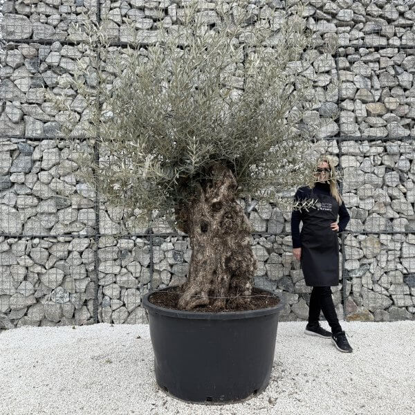 Gnarled Olive Tree XXL (Ancient) J442 - FF74FE57 4D14 4795 9103 6D6BA64EC114 scaled
