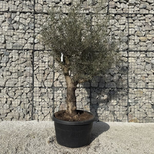 Gnarled Multistem Olive Tree XL J432 - FFC07E8C E378 4B6E AC22 DBAE62CB80E6 scaled
