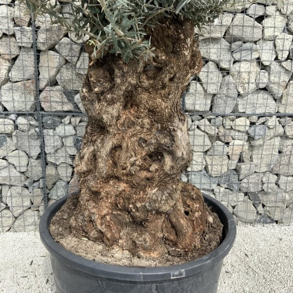 Gnarled Olive Tree XXL (Ancient) J529 - 00E31E0E 0F0E 477E B49B 4B04E6825AED 1 105 c