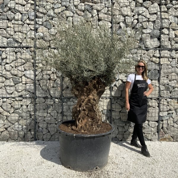 Gnarled Olive Tree XXL (Ancient) J502 - 014C8BD9 D554 462E BA65 72BA1C4A8544 1 105 c