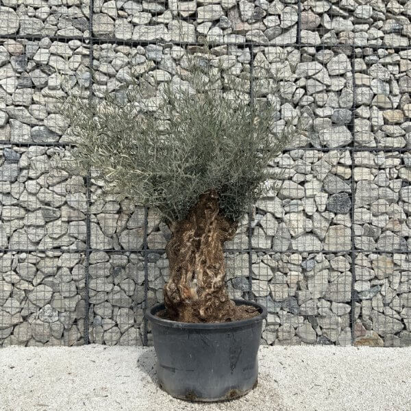 Gnarled Olive Tree XXL (Ancient) J528 - Image 2