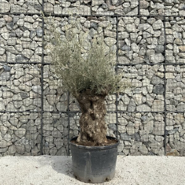 Gnarled Olive Tree XXL (Ancient) J499 - 02D9BDBE 3822 4638 B0D4 374F95C066F0 1 105 c
