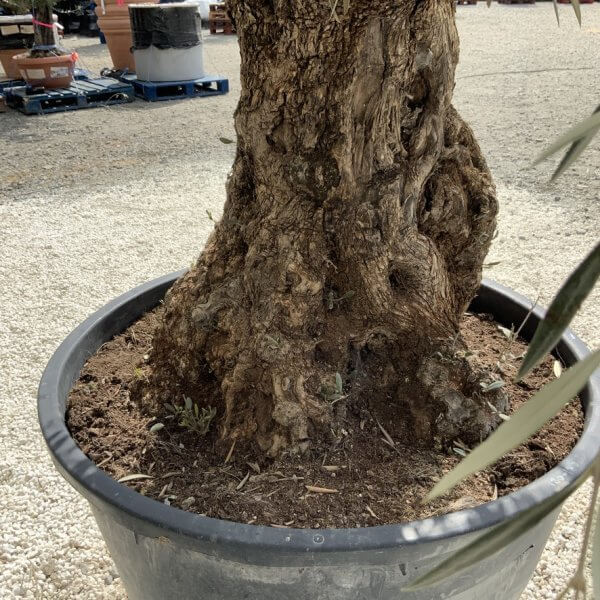 Gnarled Olive Tree XXL (Ancient) J500 - 03F2011A 16B7 480D B8F5 D35B19B3B943 1 105 c