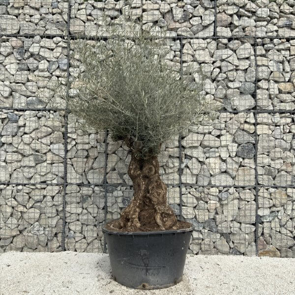 Gnarled Olive Tree XXL (Ancient) J524 - 048A31D7 3487 42CB A6B4 87FFB32FBFBD 1 105 c