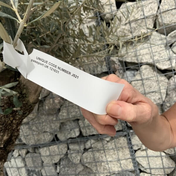 Gnarled Olive Tree XXL (Ancient) J521 - 050D6364 B334 42CB 8CB1 E06BCB27003B 1 105 c