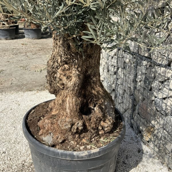 Gnarled Olive Tree XXL (Ancient) J503 - 0583625E F7C9 4536 A271 547DC3C8EB14 1 105 c