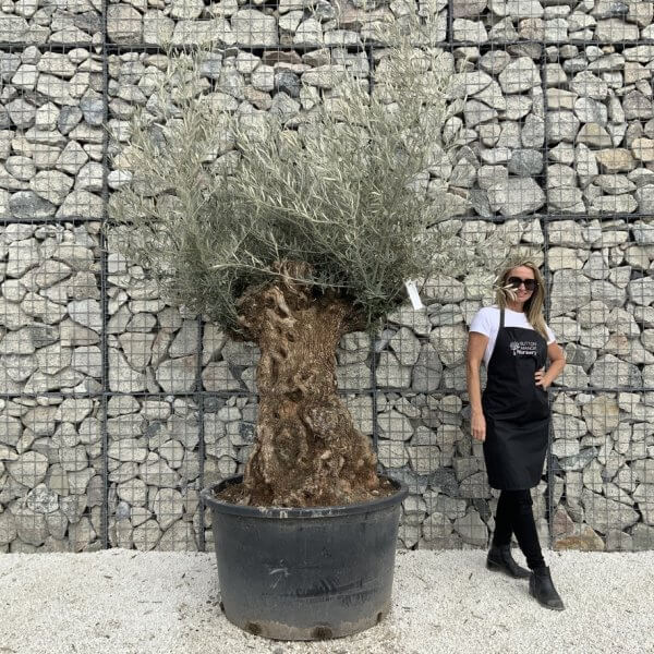 Gnarled Olive Tree XXL (Ancient) J511 - 05EC58BE 9A7C 43A4 BB97 86910DE317FB 1 105 c