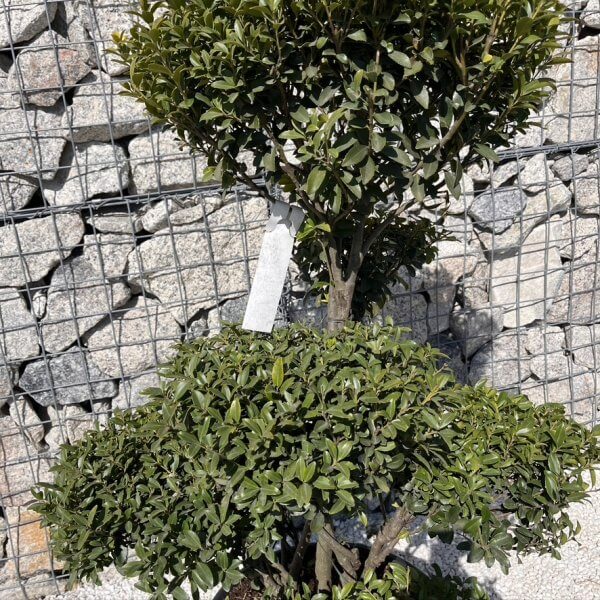 Ilex Maximowicziana Cloud Tree J273 - 0693302D 96AD 4B31 8D3D 19D385715B0E 1 105 c