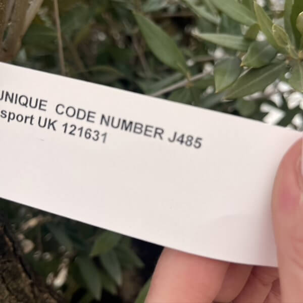 Olive Tree Gnarled XXL Natural Crown (In Patio Pot) J485 - 078EDFF8 71E4 432A 94EC B10CDFC2D940 1 105 c