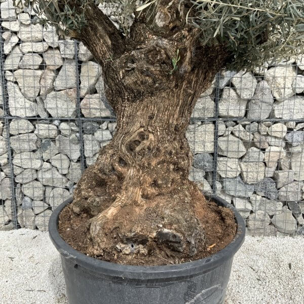 Gnarled Olive Tree XXL (Ancient) J513 - 0AC6FB09 7F8E 46E4 9749 87E6B5F13C83 1 105 c