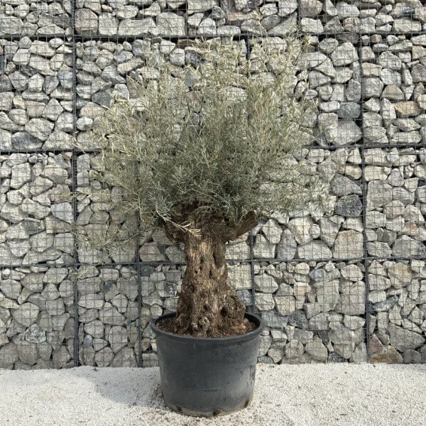 Gnarled Olive Tree XXL (Ancient) J294 - 0C19821D 088D 4568 92C5 11E6607657FC 1 105 c
