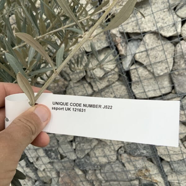 Gnarled Olive Tree XXL (Ancient) J522 - 0C766890 CF42 40C8 A0FC E562DF23CBAE 1 105 c