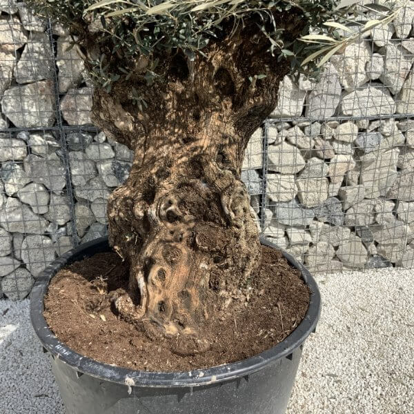 Gnarled Olive Tree XXL (Ancient) J502 - 0EADD733 BD0F 4F11 863D C1C08FF657FD 1 105 c