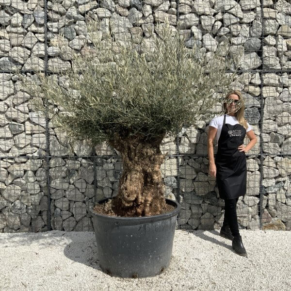 Gnarled Olive Tree XXL (Ancient) J500 - 0F1C4100 1E0B 4D0E 9E85 022EA7EAAE7B 1 105 c