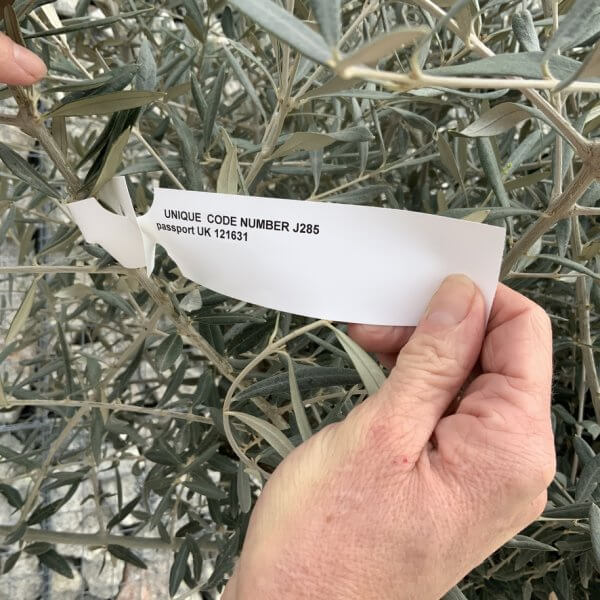 Gnarled Olive Tree XXL (Ancient) J285 - 1463021B 5F74 4AA7 B5CE 10130C57B017 1 105 c