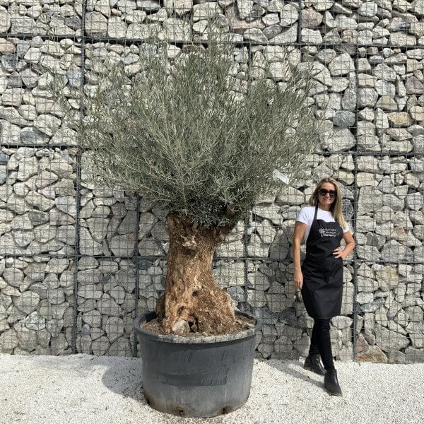 Gnarled Olive Tree XXL (Ancient) J505 - 155F6200 49EC 4AC5 8F58 8F253537A67E scaled