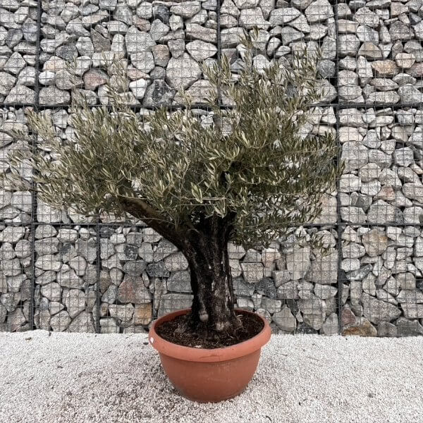 Olive Tree Gnarled XXL Natural Crown (In Patio Pot) J483 MT - 15C45C25 A252 4EEF 85AD 5121F9D70A56 1 105 c