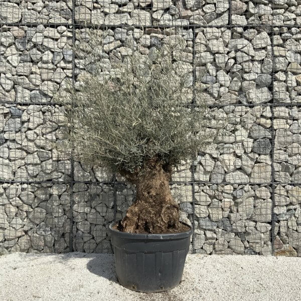 Gnarled Olive Tree XXL (Ancient) J504 - Image 2