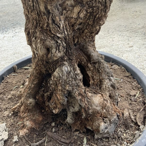 Gnarled Olive Tree XXL (Ancient) J509 - 186D6BCA 2B80 47DD B26E CC4D38065A25 1 105 c