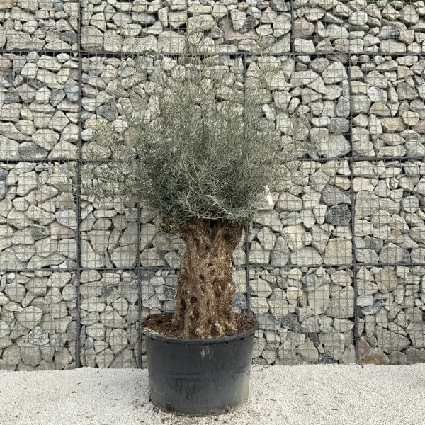 Gnarled Olive Tree XXL (Ancient) J497 - 193D9A5B 18DF 425A B9F7 433CDD366765 1 105 c