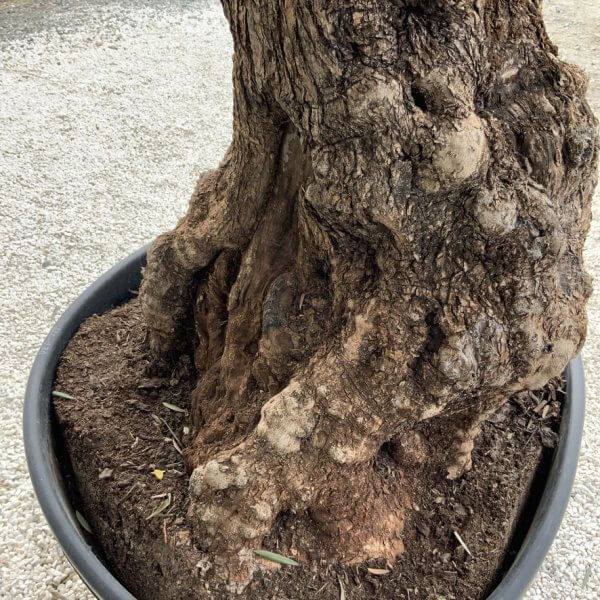 Gnarled Olive Tree XXL (Ancient) J498 - 1A7FAA71 1E89 47D6 AF3B B3E022E2BF16 1 105 c