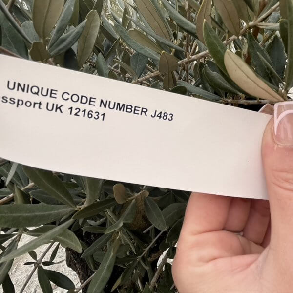 Olive Tree Gnarled XXL Natural Crown (In Patio Pot) J483 MT - 1A84AC28 7982 4E86 9B74 8C8A01549343 1 105 c