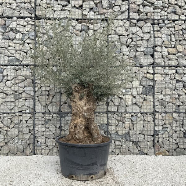 Gnarled Olive Tree XXL (Ancient) J512 - 1B5361A0 75FA 435C 8749 2AA73AAFA421 1 105 c
