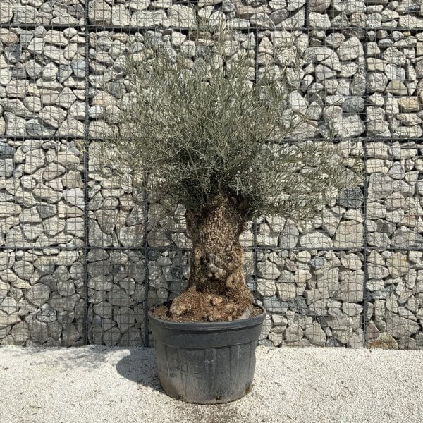 Gnarled Olive Tree XXL (Ancient) J503 - 1B97D0CB 0FD5 49BF 99DC 83674B924B1B 1 105 c