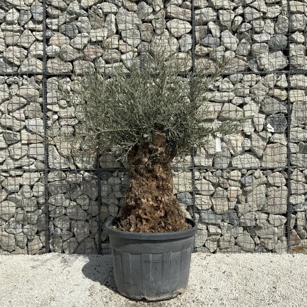 Gnarled Olive Tree XXL (Ancient) J506 - Image 2