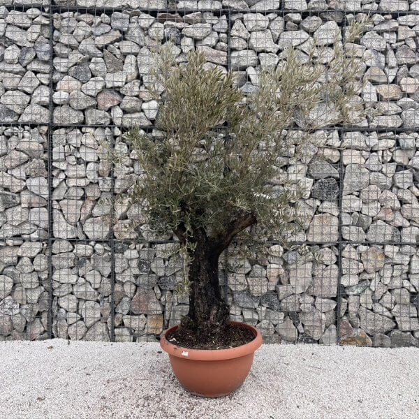 Olive Tree Gnarled XXL Natural Crown (In Patio Pot) J482 - 1EAC2CCD 1B74 427B BF4F 9FE91E707EFE 1 105 c