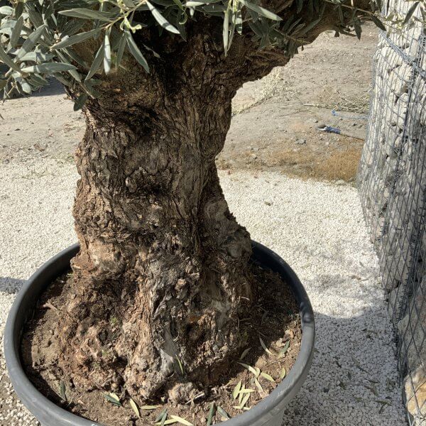 Gnarled Olive Tree XXL (Ancient) J506 - Image 4