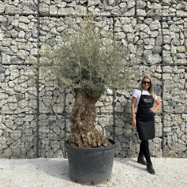 Gnarled Olive Tree XXL (Ancient) J492 - 1F5407F6 2DB5 4A35 B781 9DC8B7EDA967 1 105 c 2