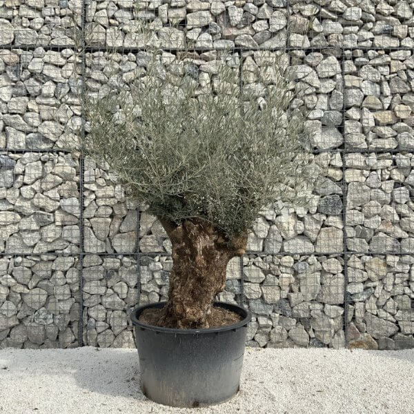 Gnarled Olive Tree XXL (Ancient) J293 - 210E6B04 0DC2 4F9B 8A79 9B7FB9839A49 1 105 c