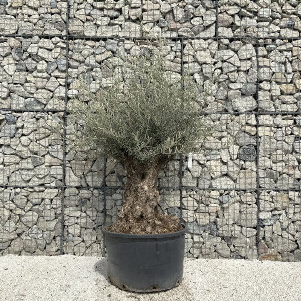 Gnarled Olive Tree XXL (Ancient) J521 - 2514BA67 F028 4AE9 AEEB FC586D4BE6AE 1 105 c