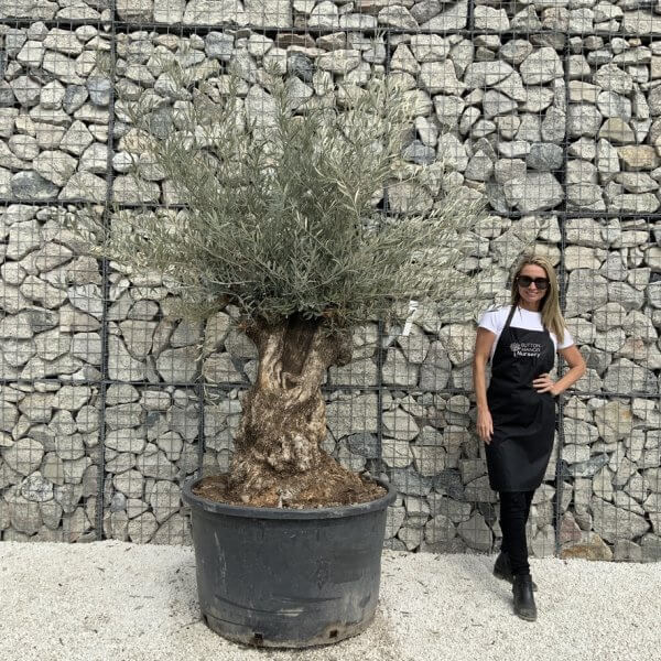 Gnarled Olive Tree XXL (Ancient) J520 - 2789B772 3150 4297 A7DE 6C4D02334CF2 1 105 c
