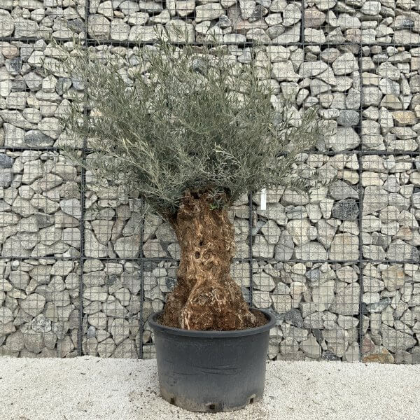 Gnarled Olive Tree XXL (Ancient) J510 - 27E28157 FC80 43C9 98AC F09355582367 scaled