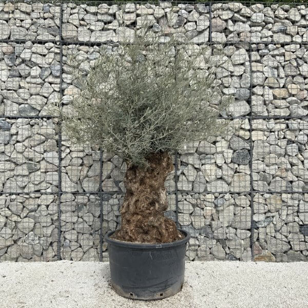 Gnarled Olive Tree XXL (Ancient) J529 - 27E2DE0C FA89 43CF 9EDC 30A36DFF1E37 1 105 c