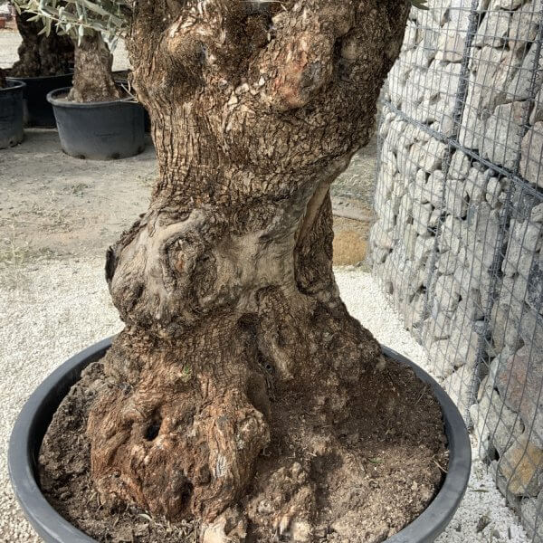 Gnarled Olive Tree XXL (Ancient) J529 - 29AACDD2 9B76 4376 9B21 3805410A6699 1 105 c