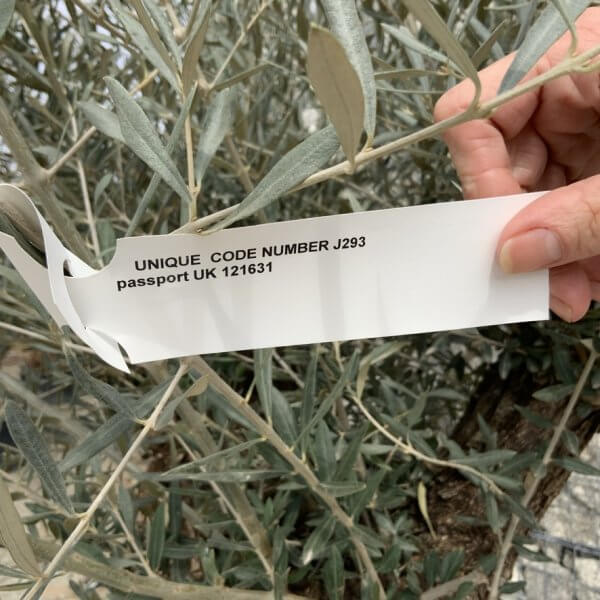 Gnarled Olive Tree XXL (Ancient) J293 - 2B1C8CE8 9C90 4E46 AB2D 7052CCE300DF 1 105 c