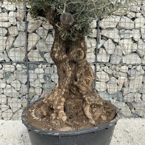 Gnarled Olive Tree XXL (Ancient) J524 - 2BE3812C 08EA 4A8C 8783 681114E7E8E7 1 105 c