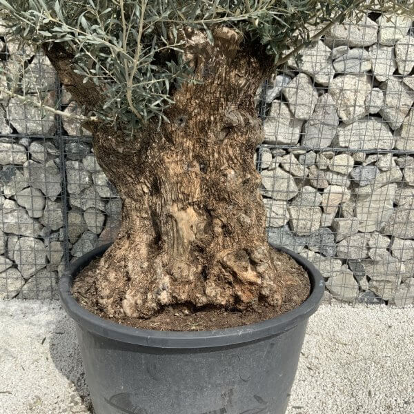 Gnarled Olive Tree XXL (Ancient) J519 - 2E58CAF9 3408 4829 A717 7CF256060011 1 105 c